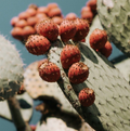 Prickly Pear