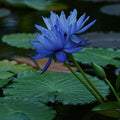 Saltwater Lotus
