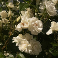 Gardenia Glow