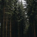 Blackwood Fir