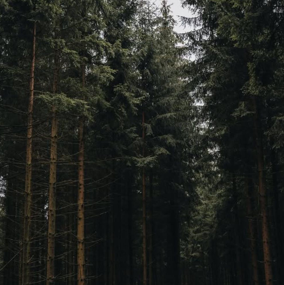 Blackwood Fir